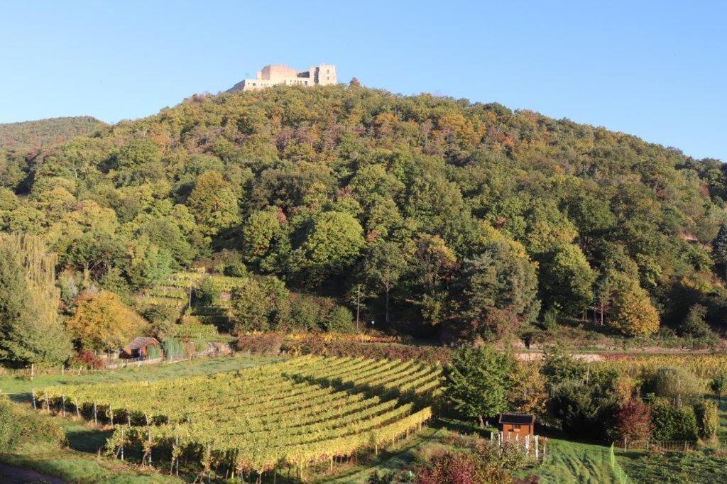 Weinhaus Paradies Neustadt an der Weinstraße Exterior foto